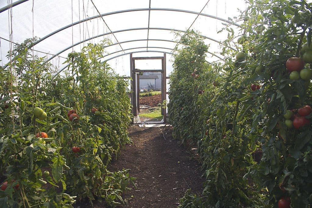 Tomato greenhouse