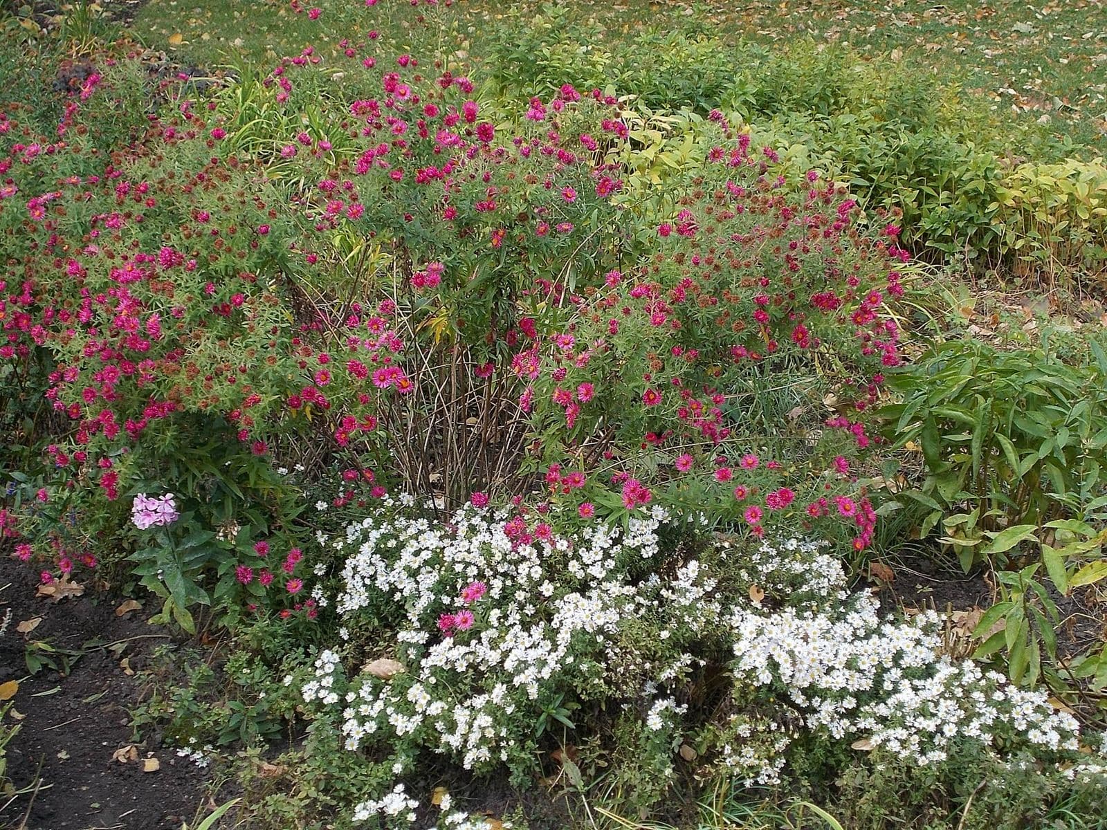 Flower bed in a city park