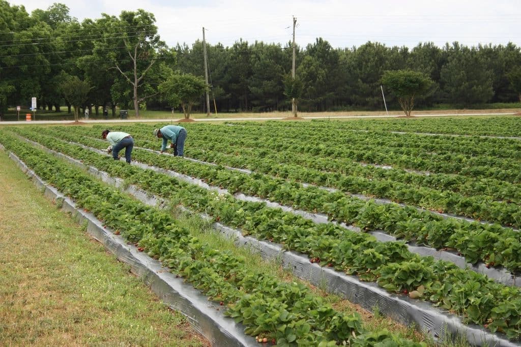 Strawberry field